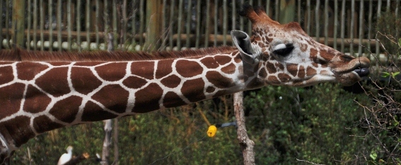giraffe
